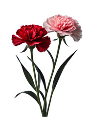 Fototapeta premium Gratitude, passion, beauty, and motherly love are the flower languages ​​of carnations.