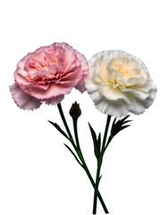Fototapeta premium Gratitude, passion, beauty, and motherly love are the flower languages ​​of carnations.