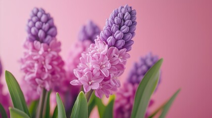 Fototapeta premium Purple and pink flower with a green stem