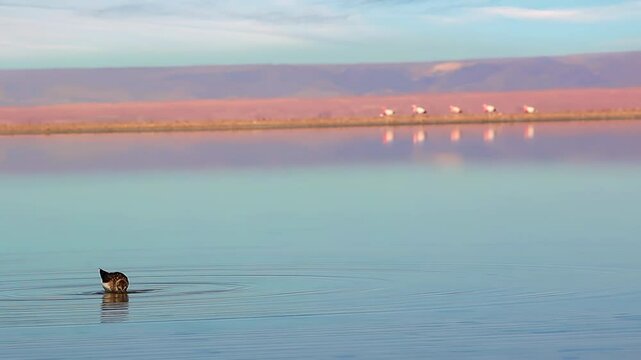 Baird's Sandpiper Feeding in Salt Lagoon with Andean Flamingos in Background, Atacama Desert, Chile - 4K