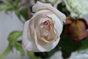 식물, 꽃, 장미, 분홍장미, 기념일, 성년의 날, 고백, 한송이, 아름다운, 로즈, flower, 분홍, 네이처, 뜰, red, 미, flower, 식물, 식물, 로즈, 꽃봉오리, love, 개화, 꽃잎, beautiful, 여름, yellow, 백, 봄