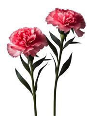 Gratitude, passion, beauty, and motherly love are the flower languages ​​of carnations.