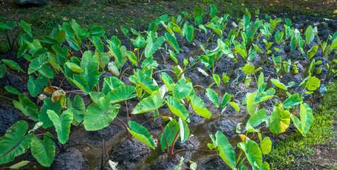 Young Hawaiian Taro Plants Growing in the Rich Soil of the Manoa Valley on Oahu.