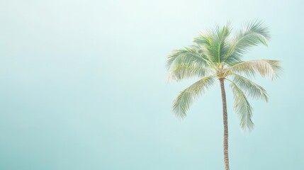 Fototapeta premium A serene palm tree against a soft, hazy background evokes a calm, tropical atmosphere.