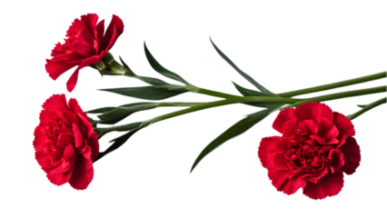 Gratitude, passion, beauty, and motherly love are the flower languages ​​of carnations.