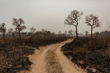 Queimadas Terra Ind&iacute;gena Kadiweu - Pantanal
Wetlands fire