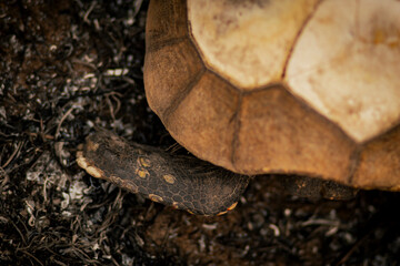 Queimadas Terra Indígena Kadiweu - Pantanal
Wetlands fire