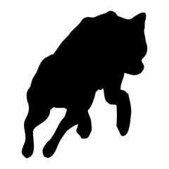 A BLACK WOLF SILOUTE RUNS AND ROARS