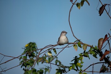 The Northern Mockingbird (Mimus polyglottos).