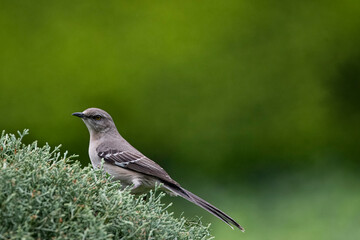 Obraz premium The Northern Mockingbird (Mimus polyglottos).