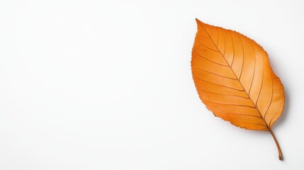 Fototapeta premium Single Vibrant Orange Leaf on Clean Background Showcasing Natural Textures and Autumn Colors