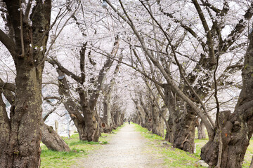 日本角館桧木内川堤防遊歩道の桜並木