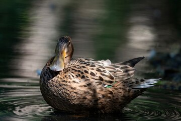 The Northern Shoveler (Spatula clypeata).