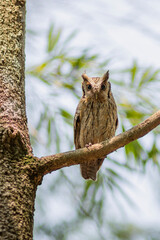 owl