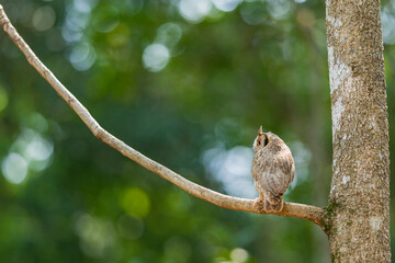 owl