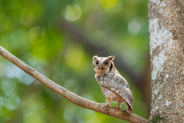 owl