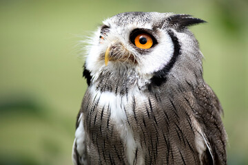 The Northern White-Faced Owl (Ptilopsis leucotis).