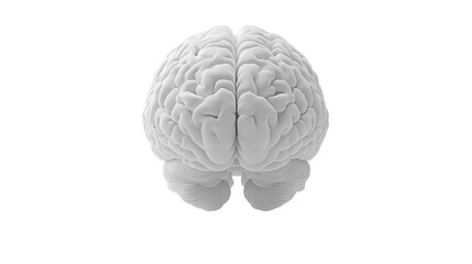 Human Brain Anatomy 3D Model, Neurology, Cognitive Science, Intelligence, Mind