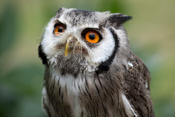 The Northern White-Faced Owl (Ptilopsis leucotis).