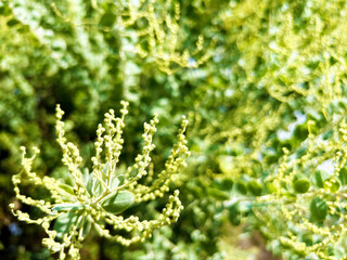 陽を浴びるパールアカシアのクローズアップ