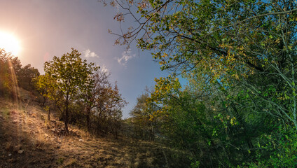 Fototapeta premium A panoramic view of a sunlit forest. showcasing the vibrant colors of autumn foliage and the clear blue sky.
