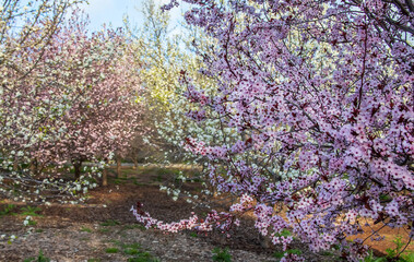 Beautiful almond orchard in full bloom under a vibrant sky, showcasing rows of flowering trees and lush green grass