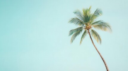 A solitary palm tree against a soft blue background, evoking a tropical vibe.