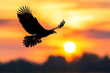 A minimalist silhouette of an eagle mid-flight, drawn in bold black against a soft gradient sky