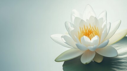 Delicate white water lily bloom with yellow stamens on serene background capturing elegance and tranquility in nature