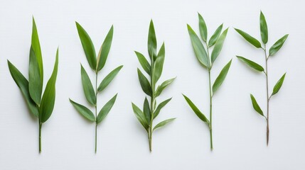 Fototapeta premium Bamboo leaves arranged elegantly on a white background showcasing their diverse shapes and textures for natural design concepts.