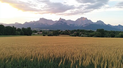 Fototapeta premium Golden wheat field in the mountains during sunset, with dramatic clouds and distant peaks, creating a serene agricultural landscape, nature, harvest, rural scenery.