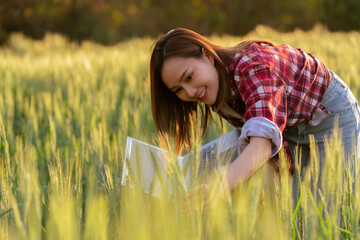 Asian woman holding laptop working examining wheat plants in wheat field Women preparing to harvest crops in the agricultural industry