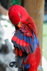 Photo of red parrot is perched on a log while cleaning its feathers