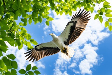 Obraz premium An action shot of an eagle mid-flight, carrying a branch to build its nest, against a bright, cloud-filled sky