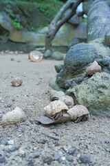 A group of hermit crabs walking on the sand