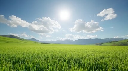 Fototapeta premium Lush green wheat field under a bright sun with clear blue sky and fluffy clouds, capturing the essence of agriculture and nature, landscape, farming, rural scenery.