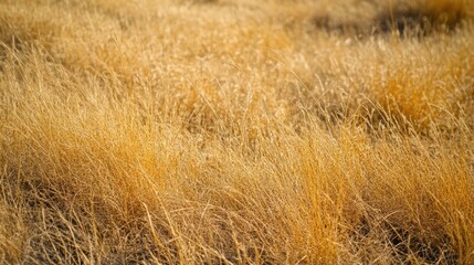 Fototapeta premium Golden autumn meadow with yellow grass illuminated by warm sunset light, capturing the essence of a dry summer evening landscape, nature, tranquility, golden hour.