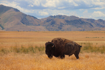 A bison in a grassy pasture grazing on a hot sunny day with mountains and white clouds in the background. © EyeOfSauron