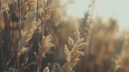 Golden wheat field with a close-up focus on tall stalks swaying in the breeze, illuminated by warm sunlight, representing agricultural beauty, nature, rural landscape, tranquility.