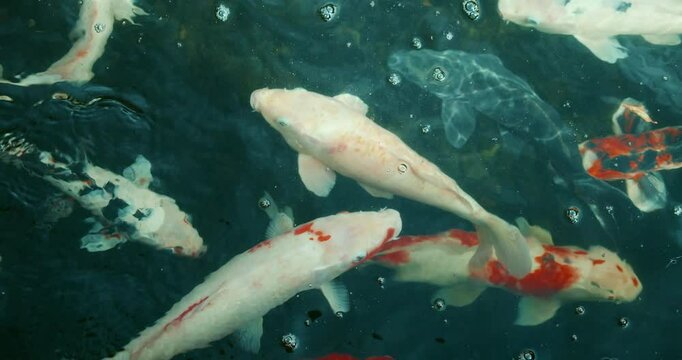 Colorful koi fish swim gracefully in clear water, showcasing vibrant patterns in a tranquil pond setting