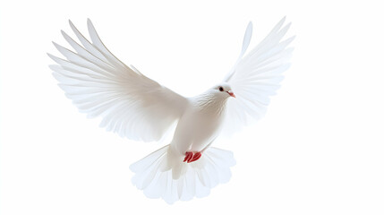 Obraz premium White Dove in Flight: A symbol of peace, hope, and new beginnings. The pure white dove soars gracefully, wings outstretched in a breathtaking display of freedom and serenity.