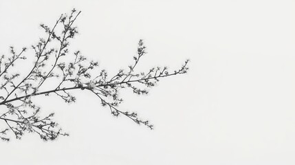 Fototapeta premium Delicate mimosa flower twigs gracefully arranged on a clean white background showcasing natural beauty and simplicity.