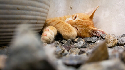 A wild kitten is sleeping behind a pot in a garden with natural rocks