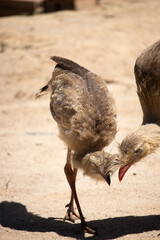 Seriema teaching her chick, Cariama Cristata
