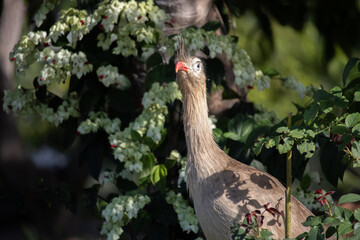 The red-legged seriema is a predatory terrestrial bird in the family Cariamidae. The species was...