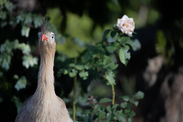 The red-legged seriema is a predatory terrestrial bird in the family Cariamidae. The species was formerly classified within the order Gruiformes, but molecular data suggest that seriemas are part of a