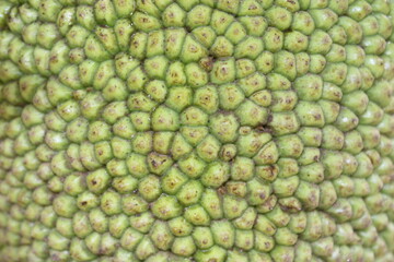 Jackfruit surface texture. The surface of the jackfruit is photographed up close