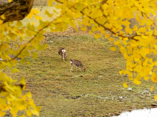 Obraz premium 水辺で草を食べる奈良公園の子鹿