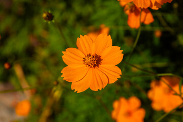 close-up of the cosmos flower in autumn