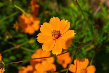 close-up of the cosmos flower in autumn